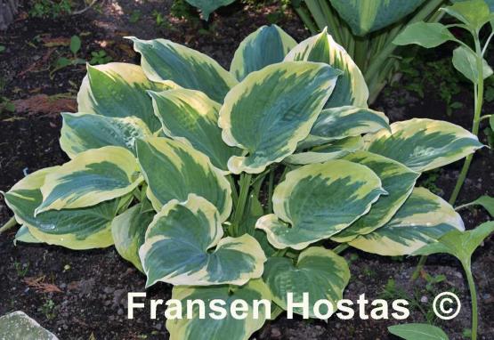 Hosta Band of Gold